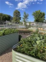 a photo of our garden with plants growing in raised beds