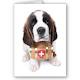 St Bernards 